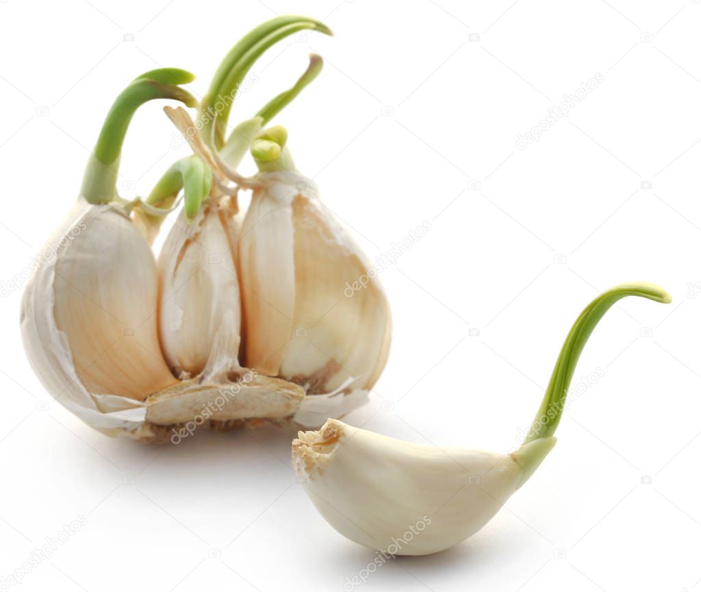 Closeup of Garlic germinated