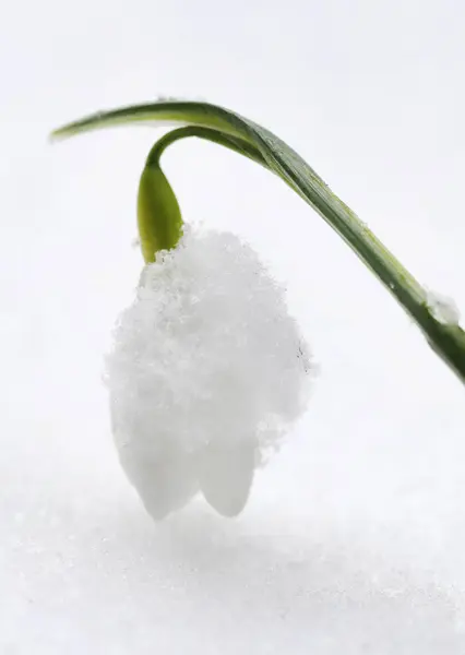 Primer plano de la flor de la gota de nieve — Foto de Stock