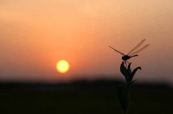 Closeup of Dragonfly sitting — Stock Photo, Image