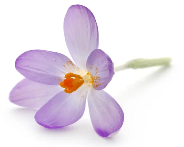 Saffron crocus flower — Stock Photo, Image