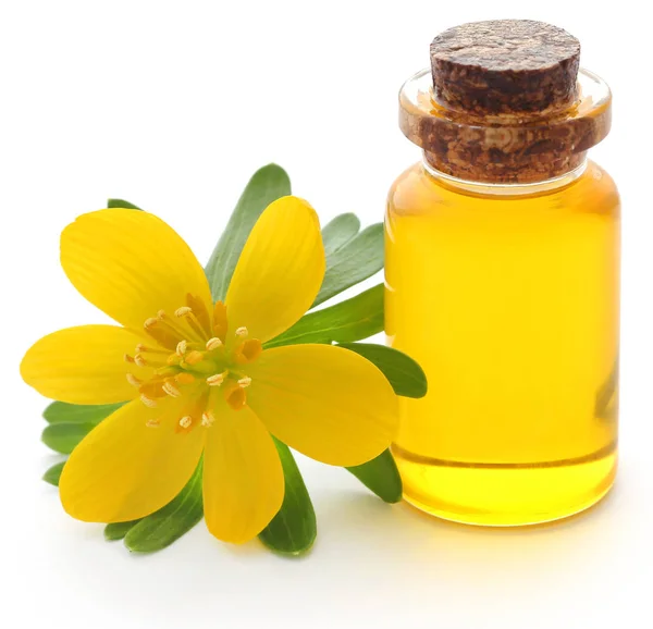 Eranthis hyemalis and medicinal extract — Stock Photo, Image