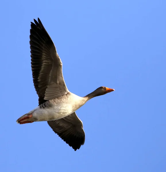 Closeup of Greylag goose — Stock Photo, Image