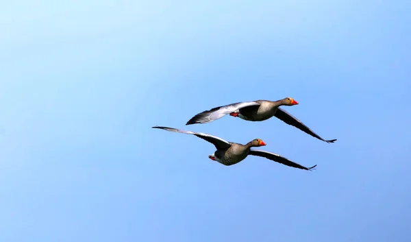 Close-up van Grauwe gans — Stockfoto