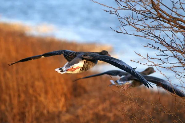 Greylag goose — Stock Photo, Image