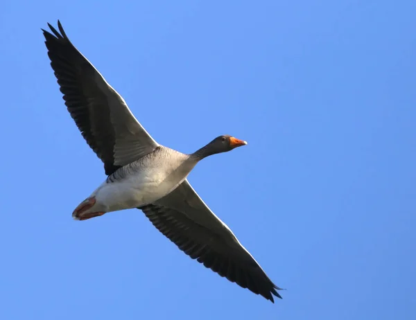 Greylag Husa v letu — Stock fotografie