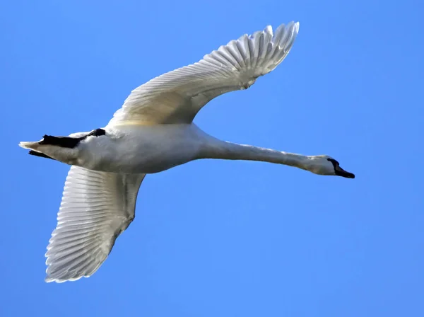 Cisne mudo —  Fotos de Stock