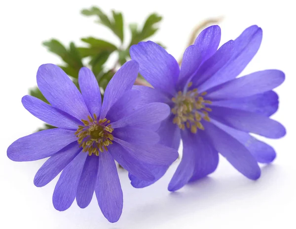 Primer plano de Anemone Blanda — Foto de Stock