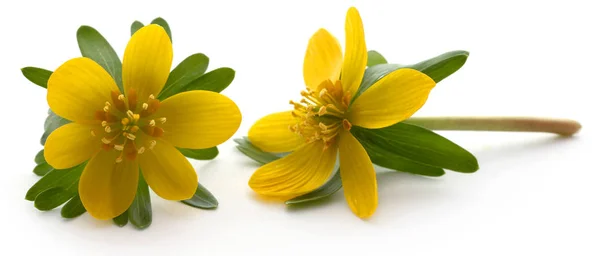 Eranthis hyemalis — Fotografia de Stock