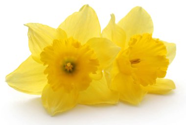 Çiçek closeup nergis