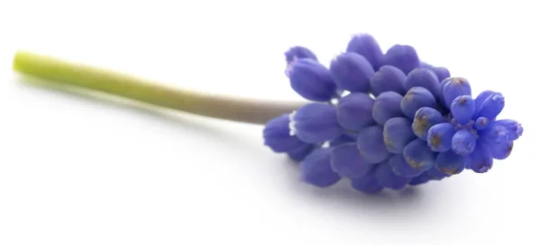 Perlehyacinter eller druva hyacinter — Stockfoto