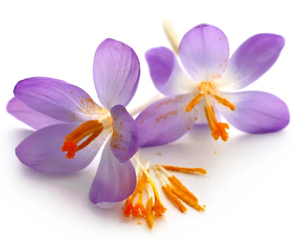 Saffron crocus flower — Stock Photo, Image