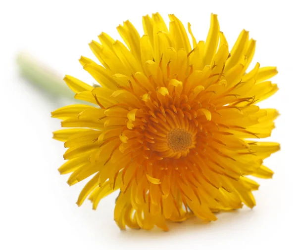 Closeup of Medicinal dandelion — Stock Photo, Image