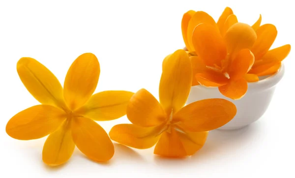 Fechar de Crocus Amarelo — Fotografia de Stock