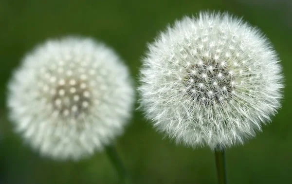 Dandelion seeds outdoor — Stock Photo, Image