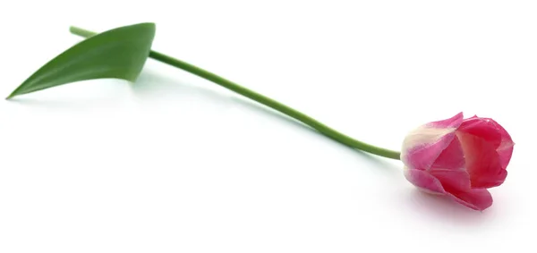 Closeup of Tulip — Stock Photo, Image
