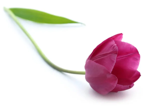 Closeup of Tulip — Stock Photo, Image