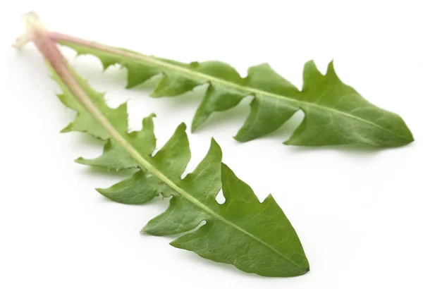 Hojas de diente de león medicinales — Foto de Stock