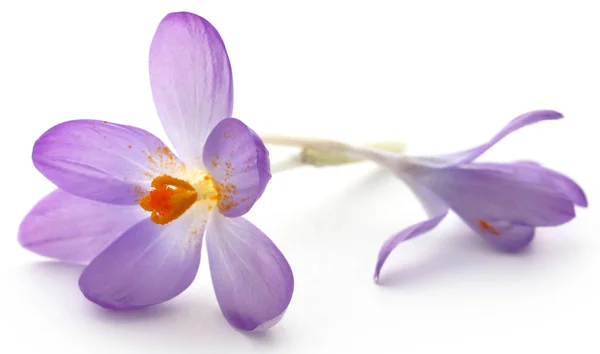 Fleur de crocus safran — Photo