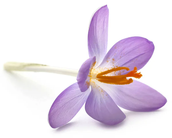 Fleur de crocus safran — Photo