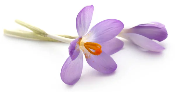 Fleur de crocus safran — Photo