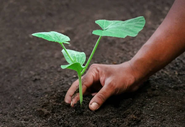 Seedling of a bottle gourd in hand — Stock Photo, Image