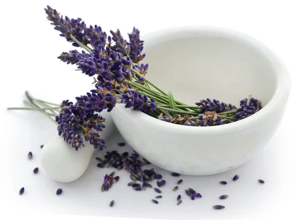 Lavender flower in a mortar with pestle Stock Image