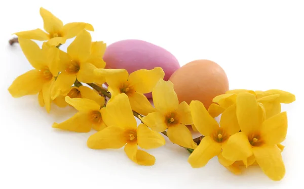 봄 꽃 포르시티아를 곁들인 부활절 달걀 — 스톡 사진