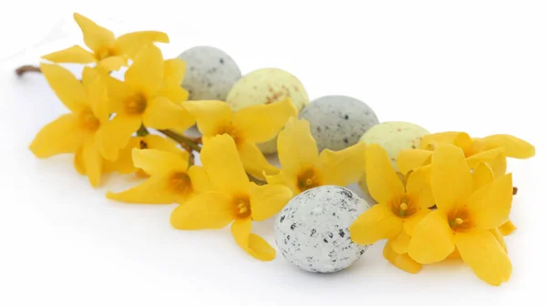 Påsk ägg med vårblomma Forsythia — Stockfoto