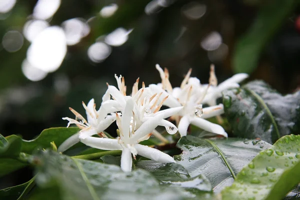 Coffea arabica Şubesi çiçeklenme