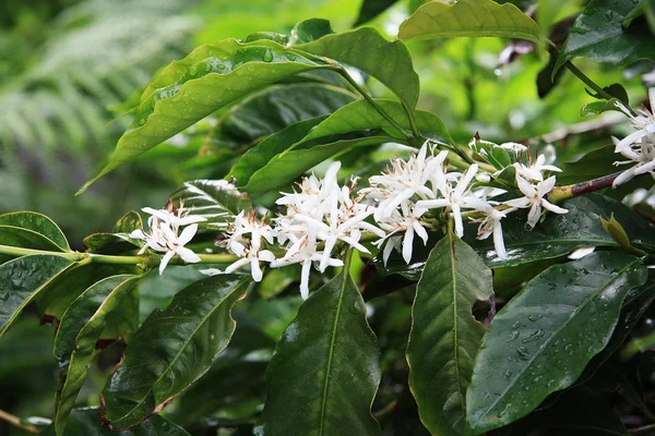 Coffea arabica Şubesi çiçeklenme
