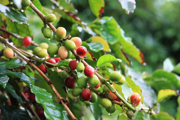 Arab Arab kávé cseresznye Jogdíjmentes Stock Fotók