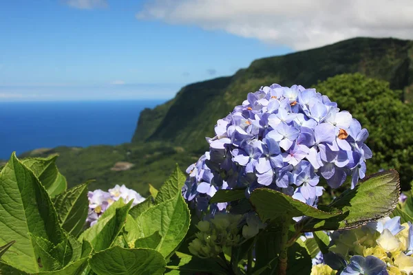 Flores Island w archipelagu Azorów, Portugalia — Zdjęcie stockowe