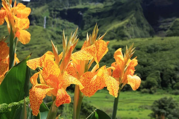 Flores, île de l'archipel des Açores, Portugal — Photo