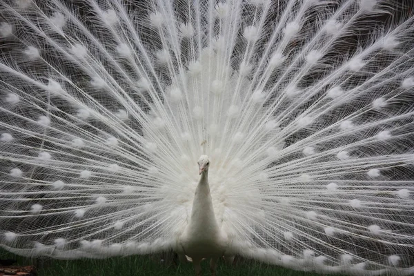 Белый павлин — стоковое фото