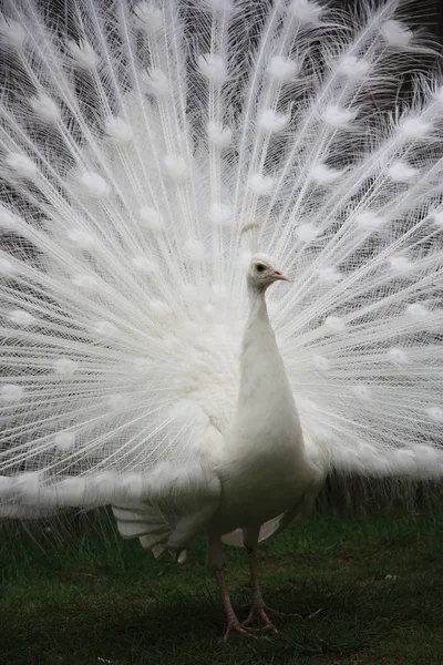 White peacock — Stock Photo, Image