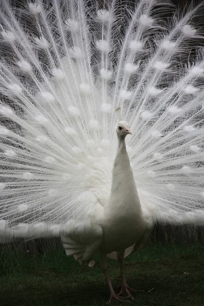 White peacock — Stock Photo, Image