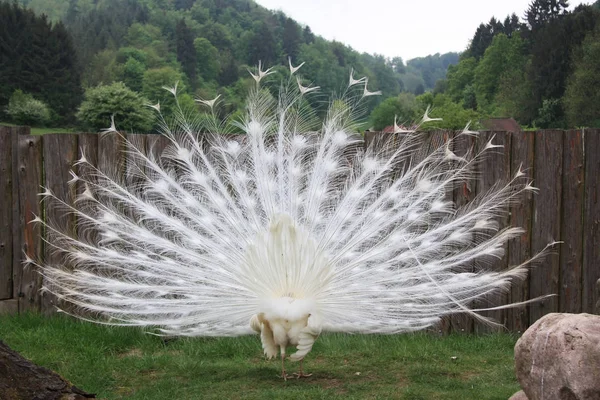 White peacock — Stock Photo, Image