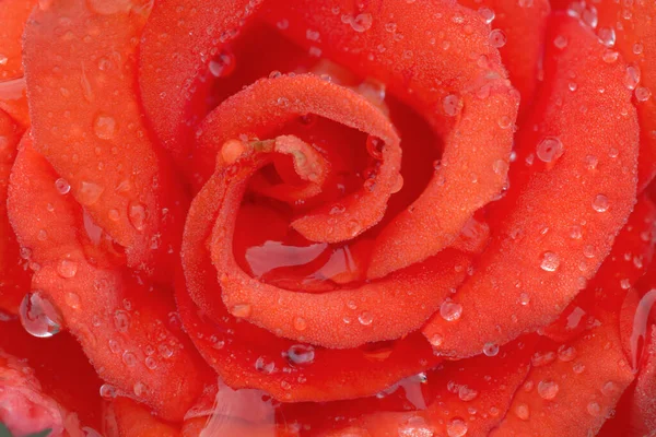 red rose closeup in dew drops