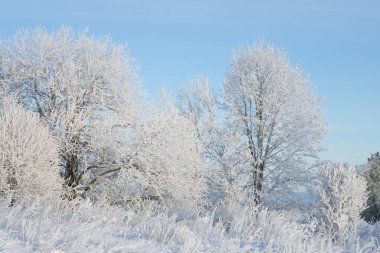 Ağaçlar hoarfrost içinde bir soğuk kış gününde kaplı.