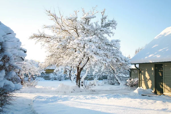 Будинок і садові дерева вкриті снігом на холодний, сонячний зимовий день з ясним, блакитним, блакитним небом Стокове Фото
