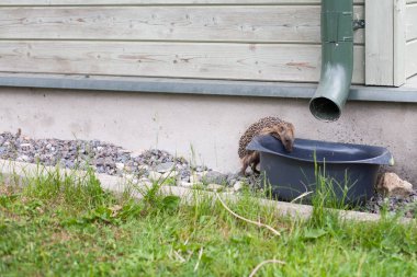 European hedgehog drinking rain water from a bucket clipart