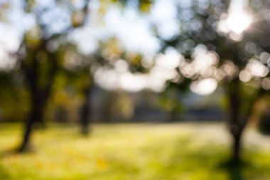 Ufuk bulanık bokeh elma ağacı bahçe ile arka plan güneşli bir günde yeşil çimen