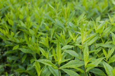 Canlı yeşil sonra yağış yağmur damlaları ile kapalı bırakır