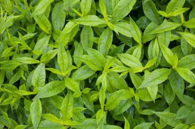 Parlak yeşil sonra yağış yağmur damlaları ile kapalı bırakır