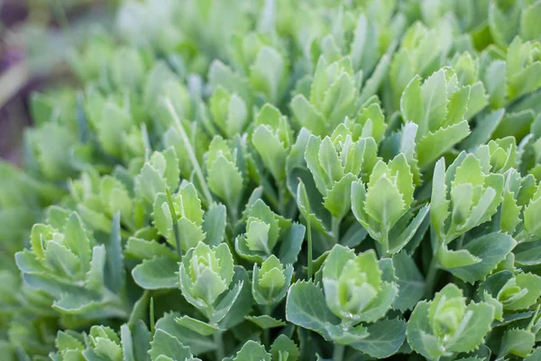 Planta verde claro com folhas como botões de rosa — Fotografia de Stock