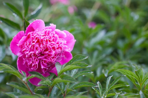Flor de peonía rosa en un día lluvioso — Foto de Stock