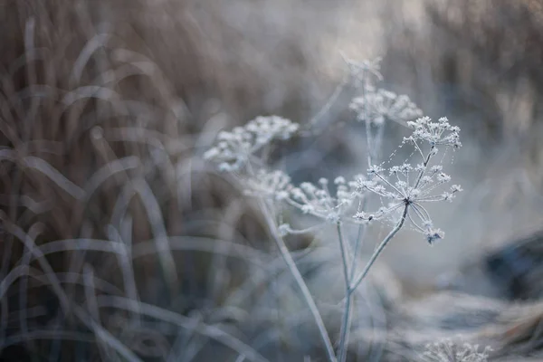 Зимовий фон з нейтральними кольорами замороженої рослини Ліцензійні Стокові Зображення