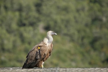 İsrail 'in Kartalları, Kutsal Toprakların Kartalları