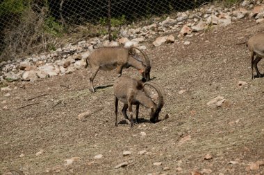 İsrail çölündeki dağ keçisi.