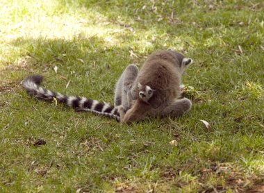 Madagaskar Lemurları, Halka Kuyruklu Lemurlar